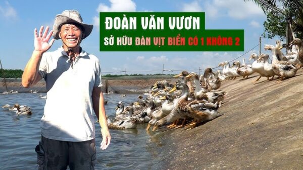 Mẹt Vịt Biển Đoàn Văn Vươn - Hình ảnh 5